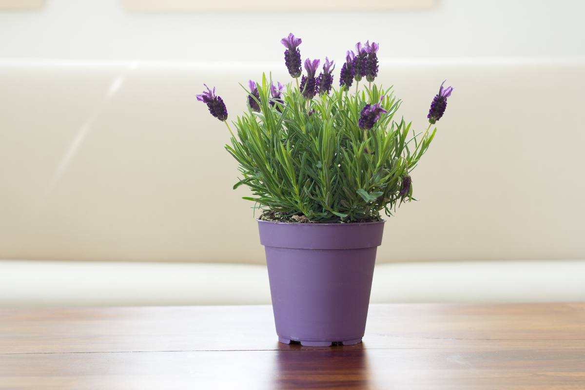 lavender di pot