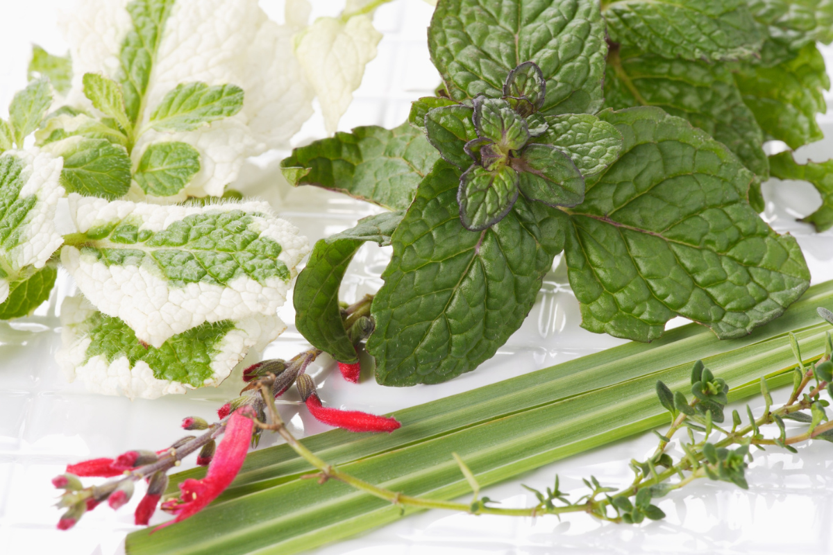 lavender serai mint rosemary