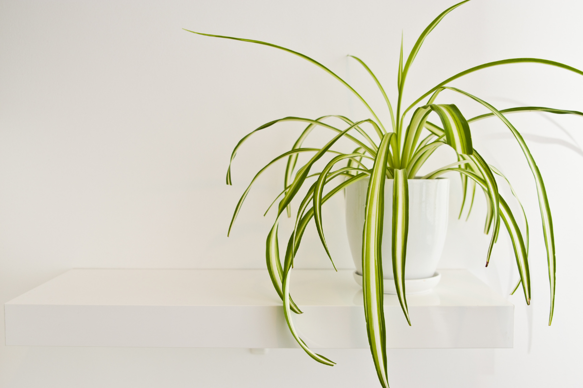 spider plant