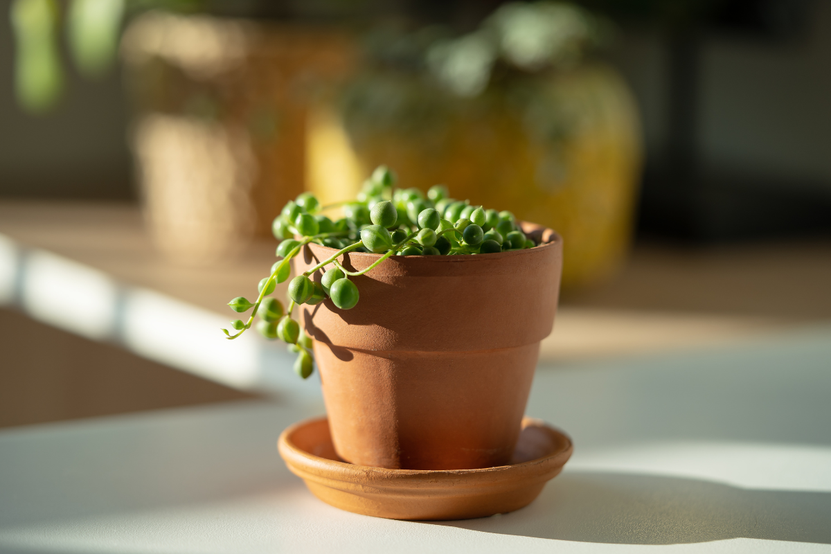 tanaman string of pearls